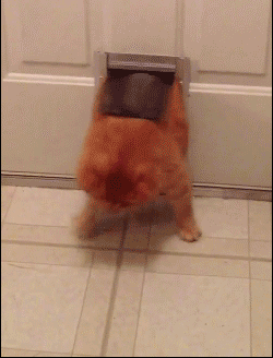 tumblr_mqlrckl2Tt1rizambo1_250.gif