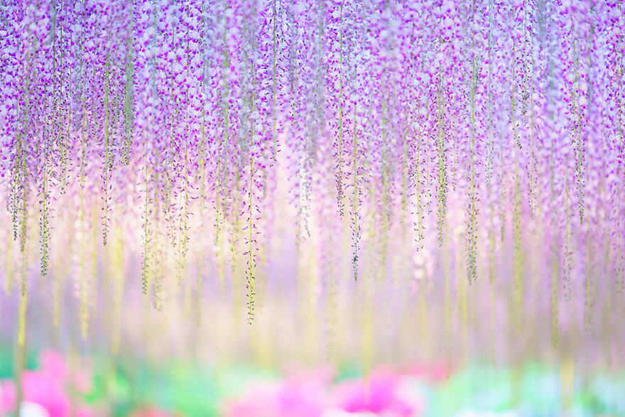 oldest-wisteria-tree-ashikaga-japan-8.jpg