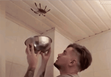 rirk-seport-3.gif