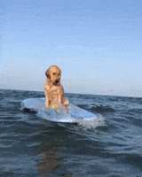 Dog Surf GIF by MOODMAN