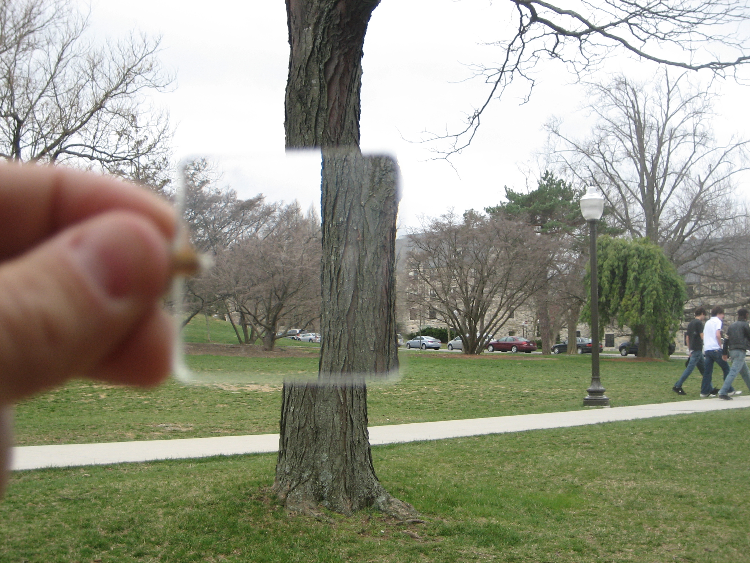 WedgePrism(IN_Tree).jpg