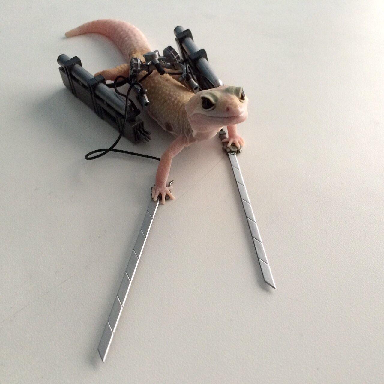 bl4bowmgvnlz.jpg