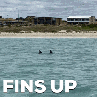 Bottlenose Dolphin Florida GIF by Fin Pin Shop