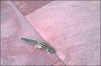 tumblr_mxznpnFF591qdlh1io1_400.gif