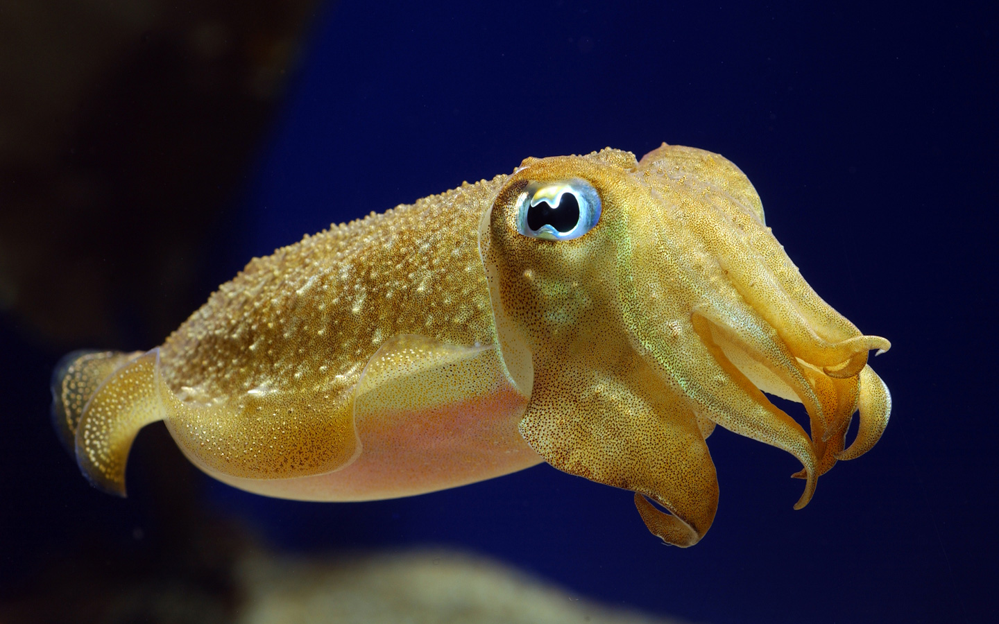 baby_cuttlefish_by_mentaldstruction.jpg