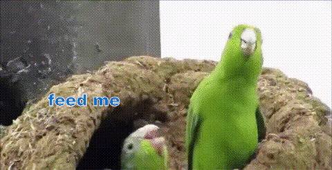 mcg20wvur3yy.gif