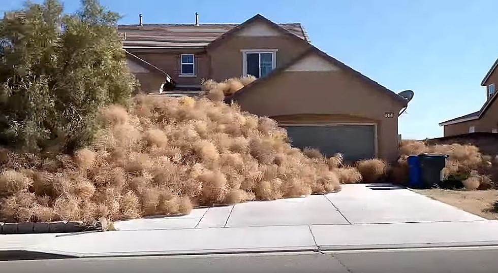 Tumbleweeds.jpg