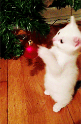 tumblr_mwtazpxEM21t34oz6o1_250.gif