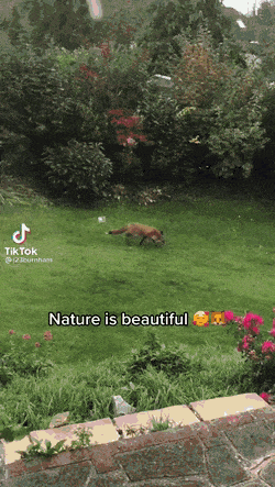 remember-december-46.gif