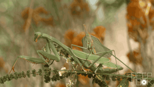 DL420-Mantis-headless-male-mounts-female.gif