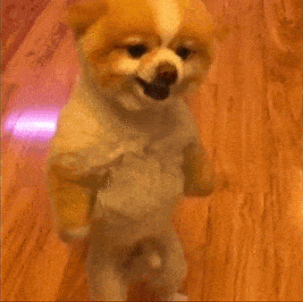 84282900.gif