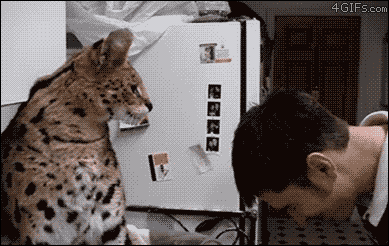 tumblr_m98apqVkdb1qdlh1io1_400.gif