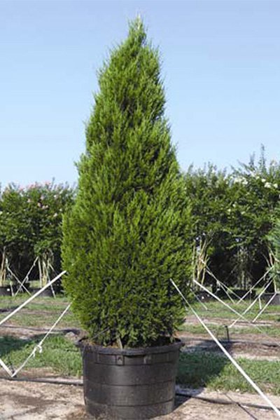 Potted-Spartan-Juniper.jpg