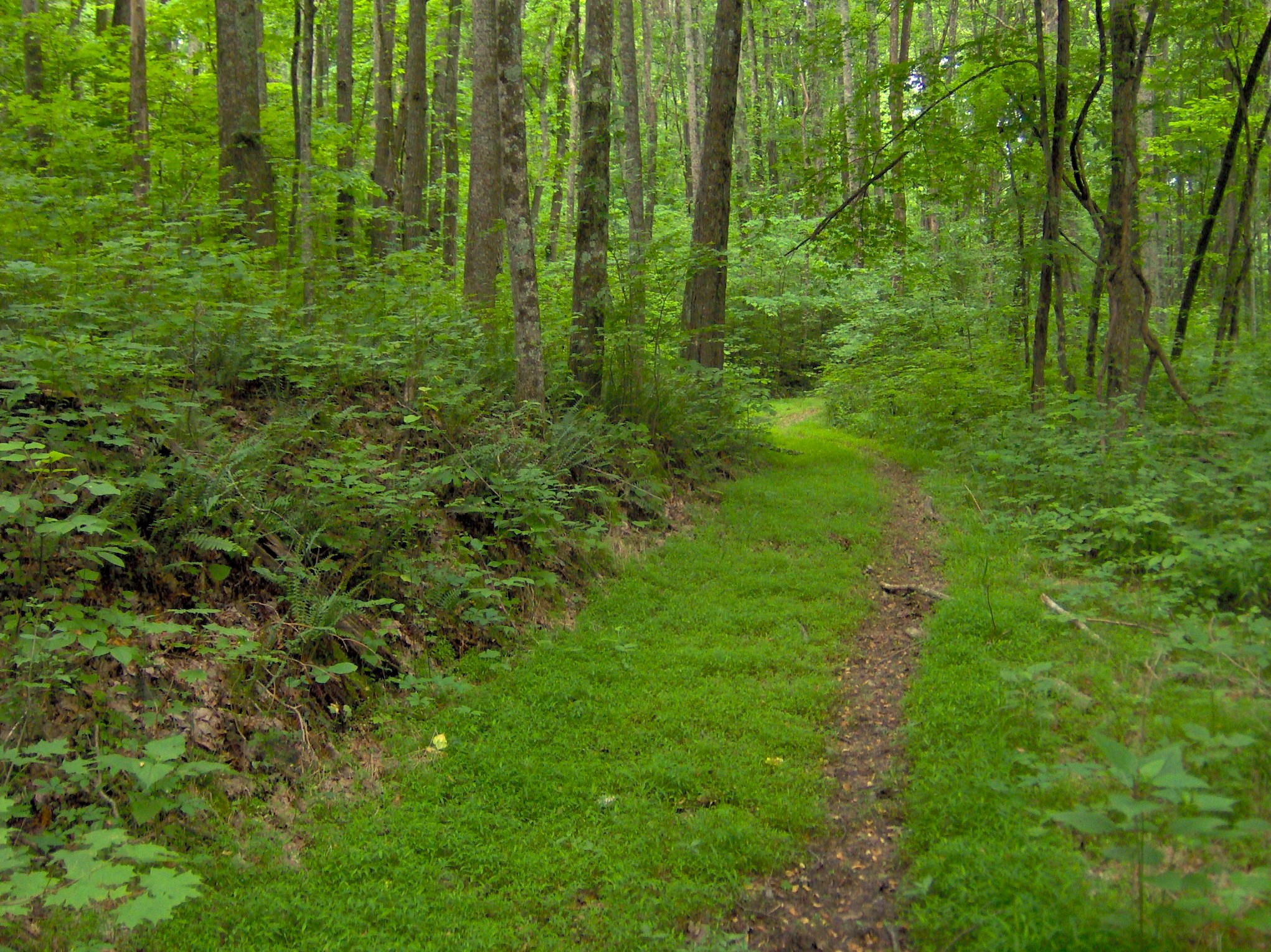 Standing-stone-state-forest-tn1.jpg