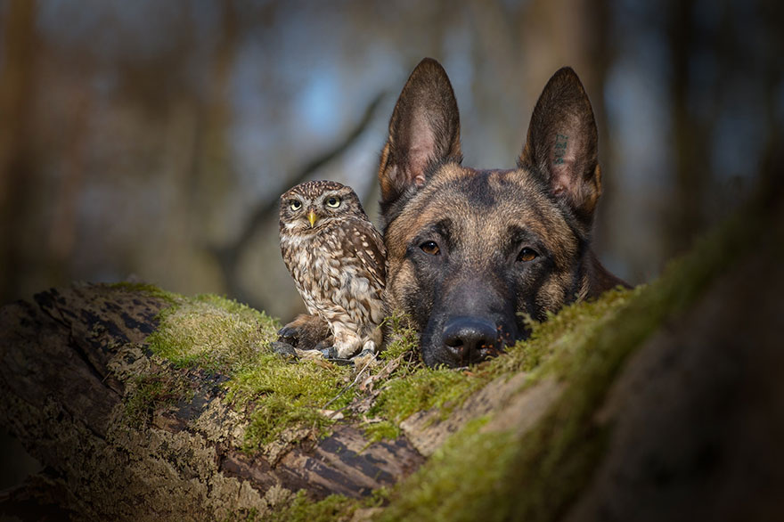 ingo-else-dog-owl-friendship-tanja-brandt-4.jpg