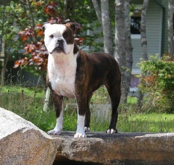 Valley-Bulldog.jpg