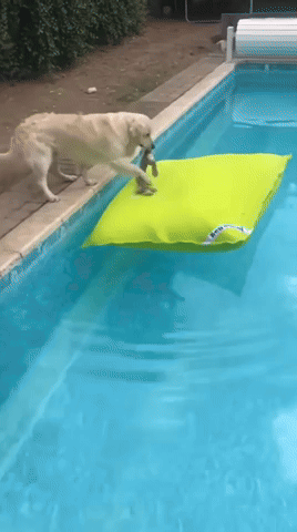 HiShowers5989.gif