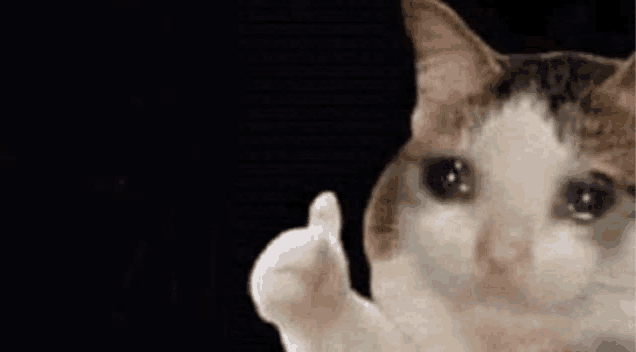sad-thump-up-cat-sad-cat.png