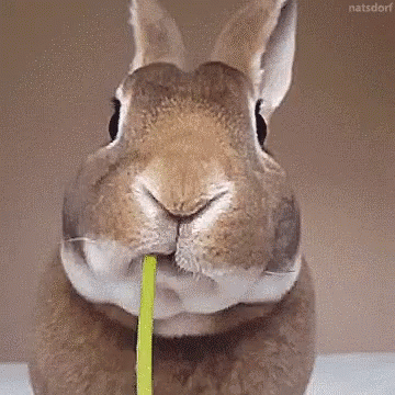 29p2kvnhespy.gif