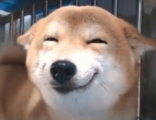dogo-luldogo.gif