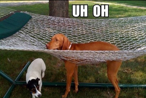 funny-animals-stuck-dog-hammock-uh-oh.jpg