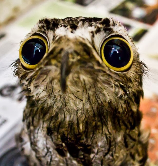 Potoo+with+limited+golden+eye+section,+Barnorama.jpg