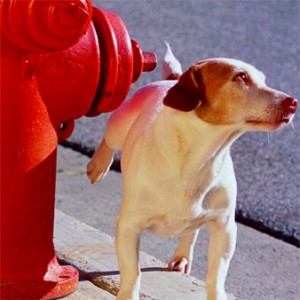 dog-fire-hydrant-graceful.jpg