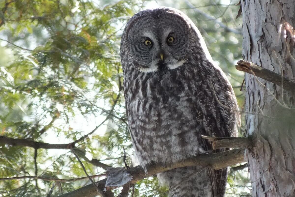 Great-Grey-Owl-looks-towards-me-Ottawa-Ontario-Canada-Frame-To-Frame-Bob-Jean-picture.jpg