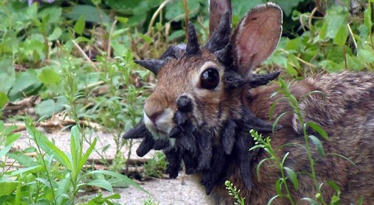 Monster-Rabbit-With-Horns-Growing-Out-of-Its-Head-Is-Spotted-in-Minnesota.jpg