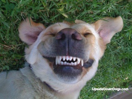 Smiling_dog.jpg
