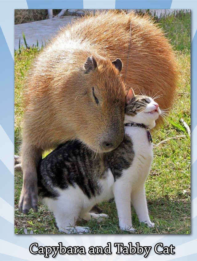 capybara-and-tabby-cat.jpg