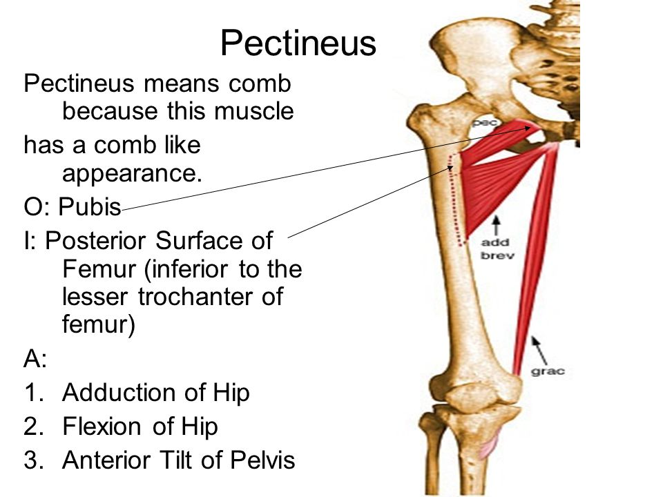 Pectineus+Pectineus+means+comb+because+this+muscle.jpg