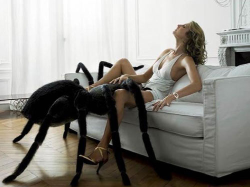 male-spider-sex.jpg