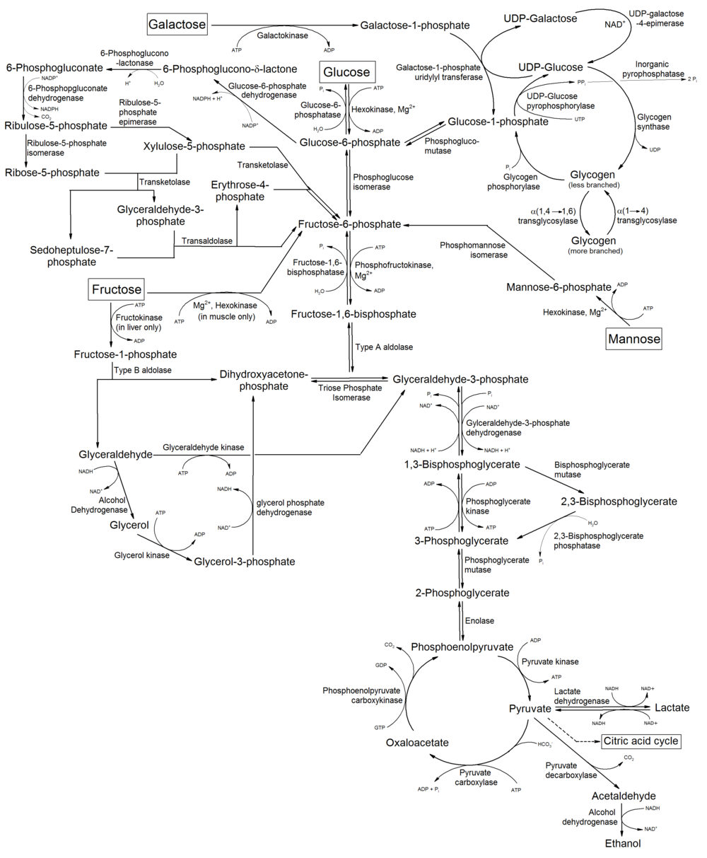 1000px-Metabolism_of_common_monosaccharides%2C_and_related_reactions.png