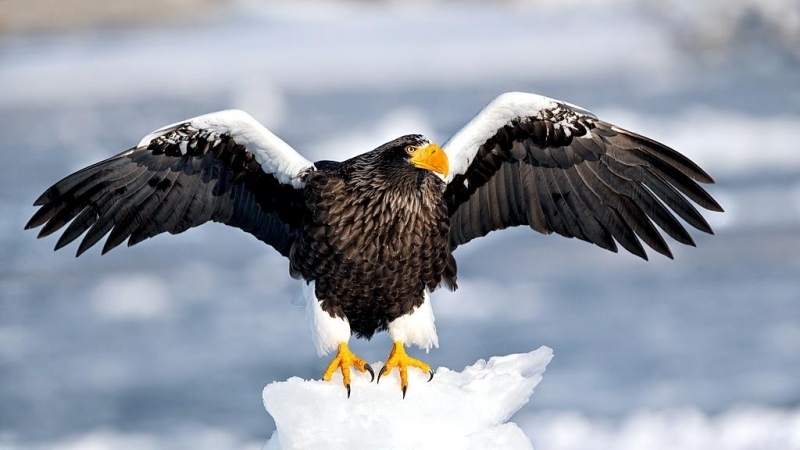 Steller-Sea-Eagle-Wingspan.jpg