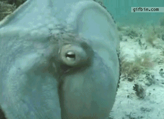 gif-octopus-camouflage-better.gif