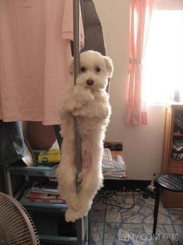 strip-pole-dog-wtf-animal-pictures.jpg