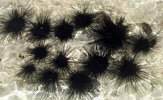 sea-urchins_stings.jpg