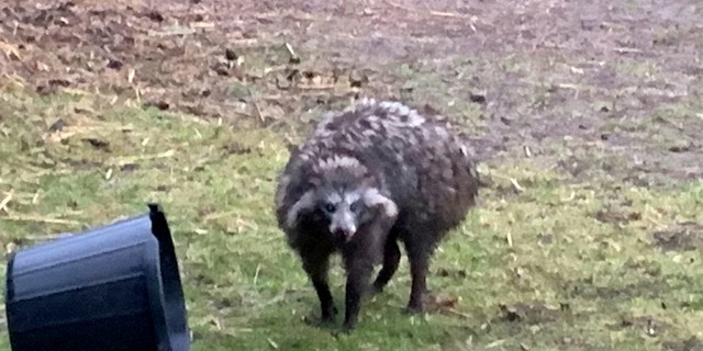 File photo - A raccoon dog on the loose in Clarborough, Nottinghamshire, U.K.