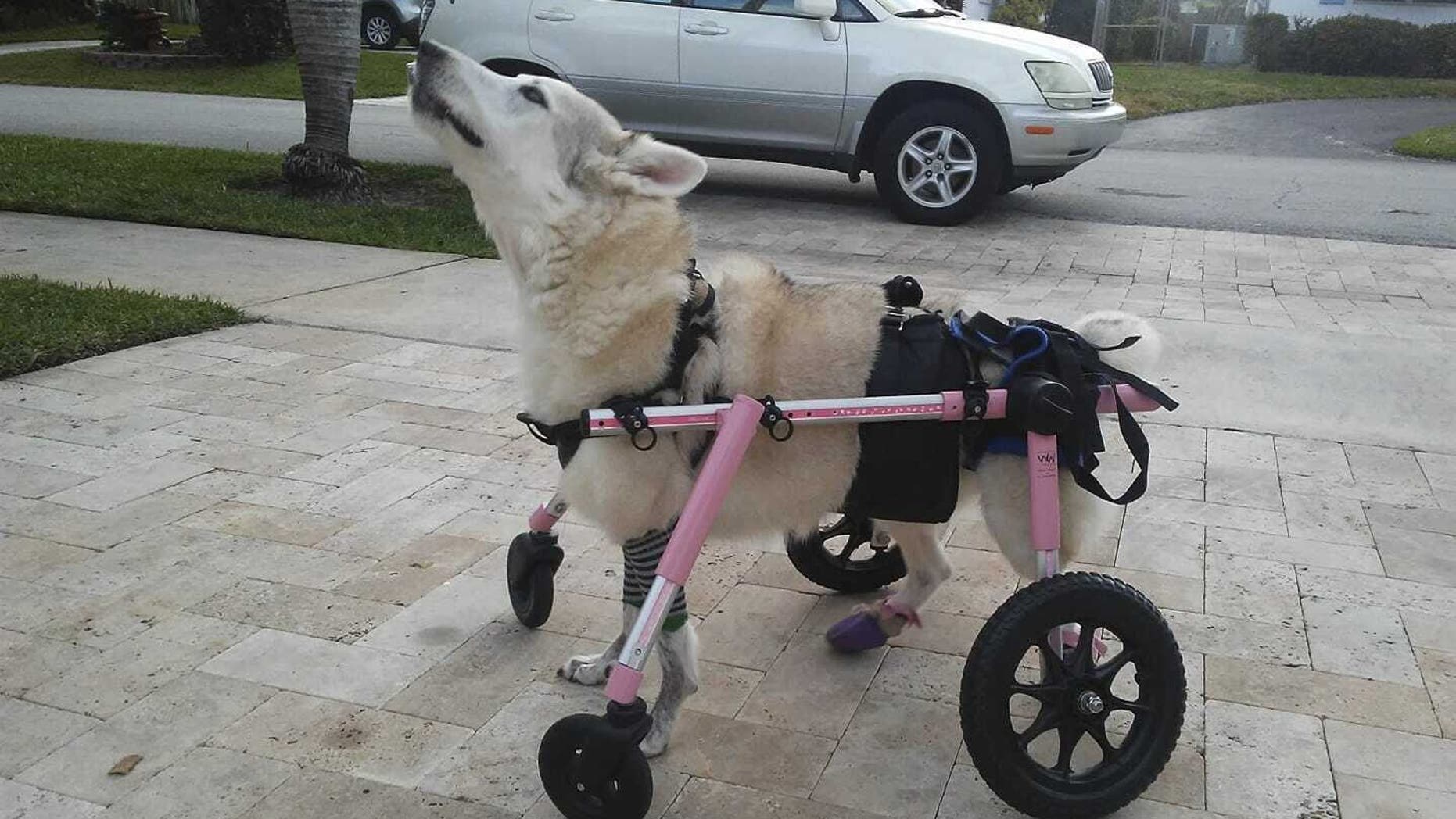 disabled-dog-e1570538752977.jpg