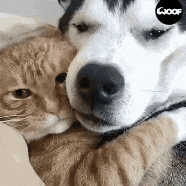 cats-dogs.gif