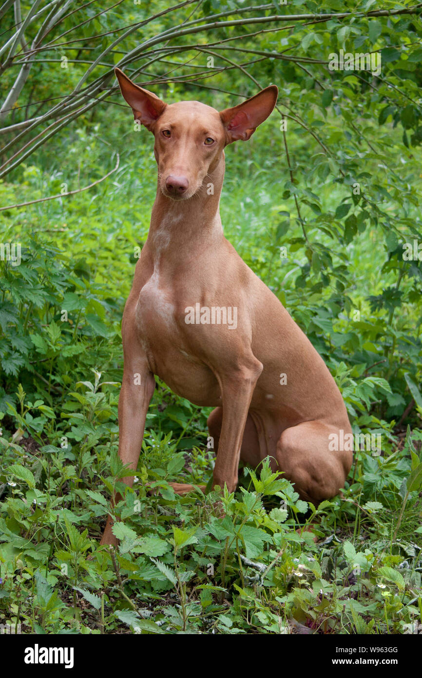 pharaoh-hound-is-looking-at-the-camera-purebred-dog-pet-animals-W963GG.jpg