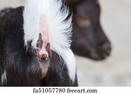 close-up-of-a-small-goat-pooing_fa51057780.jpg