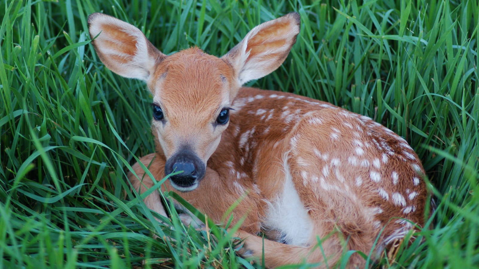 baby-deer-grass.jpg