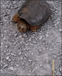 Snapping-turtle-attacks.gif