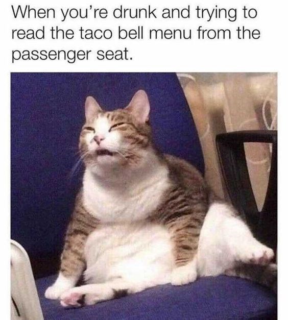 cat-drunk-and-trying-read-taco-bell-menu-passenger-seat
