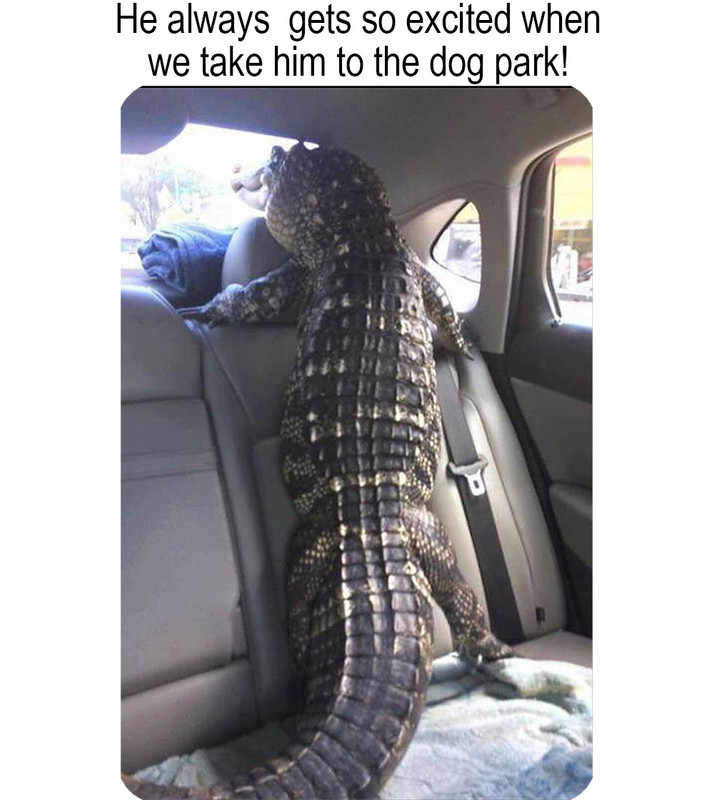 Alligator-dog-park.jpg