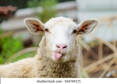 funny-sheep-portrait-showing-tongue-260nw-554749171.jpg