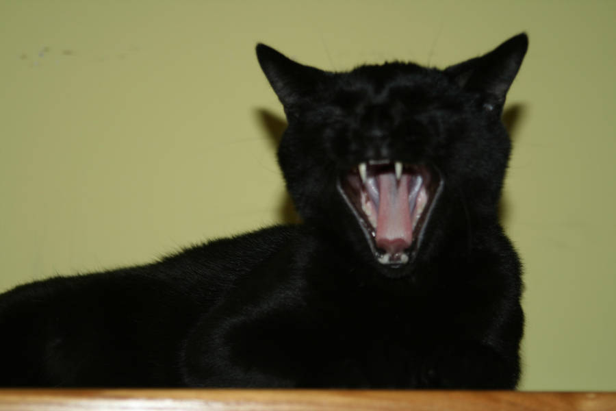 black_cat_yowl_by_beef_stalk_d31oh9l-fullview.jpg