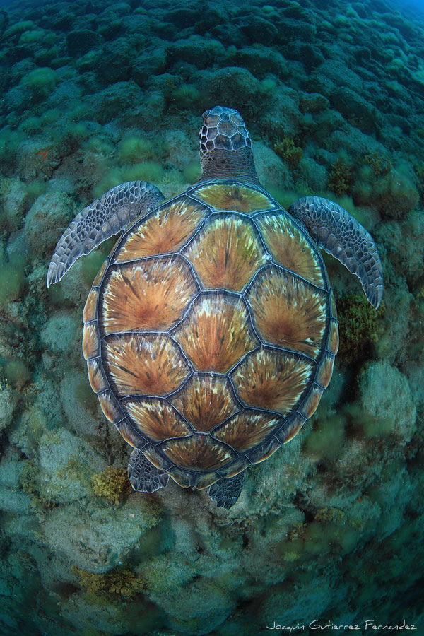 turtlebyjoaquingutierrezfernandez.jpg